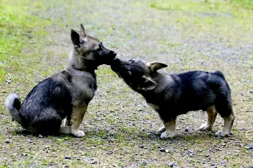 1355369912~Swedish-Vallhund-Puppies-Kissing.jpg