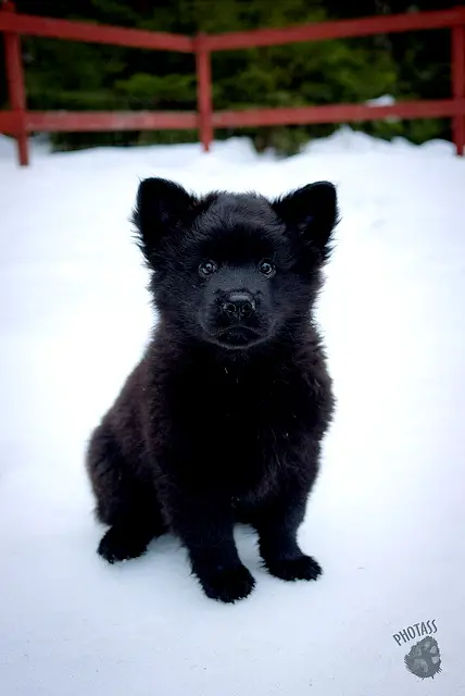 1355370201~black-Swedish-Lapphund-puppy-sitting-in-the-snow.jpg