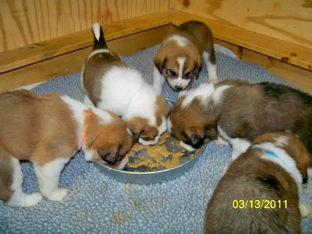 1355370590~Tricolored-Swissneese-puppies-eating.jpg