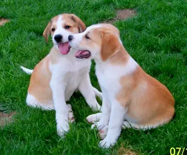 1355370591~BrownWhite-Swissneese-Puppies-kissing.jpg