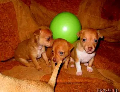 1355371662~Three-Taco-Terrier-puppies.jpg