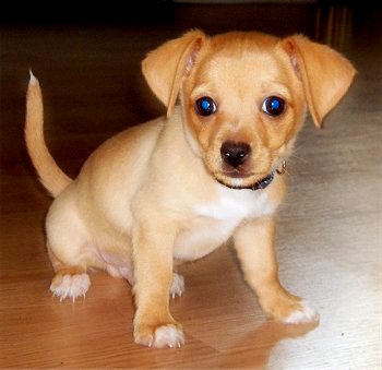 1355371667~Cute-tan-Taco-Terrier-Puppy.jpg