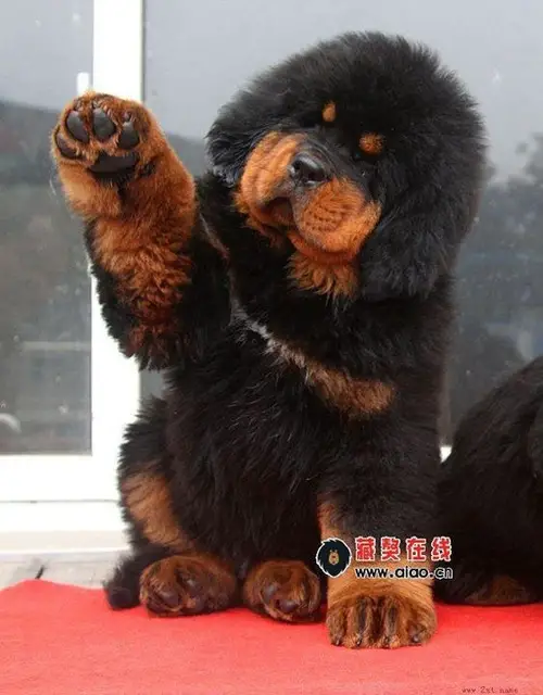 1355372284~Cute-BlackBrown-Tibetan-Mastiff-Puppy.jpg