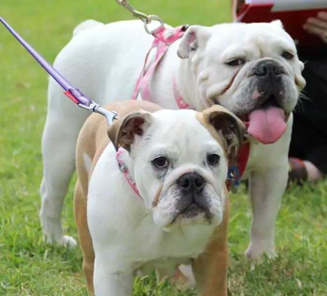 1355392114~Two-well-trained-Aussie-Bulldogs.jpg