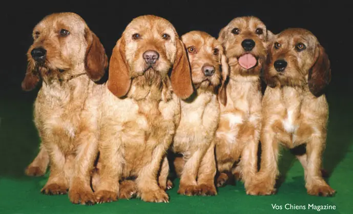 1355556923~Brown-Basset-fauve-de-Bretagne-puppies.jpg
