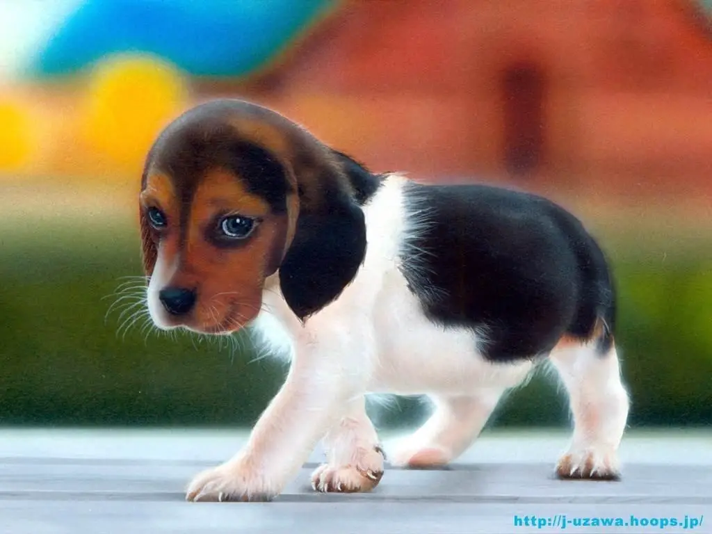 1355571683~Very-cute-Beagle-Chin-puppy.jpg