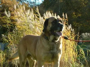 1355766252~Belgian-Mastiff-after-in-front-of-a-tree.jpg