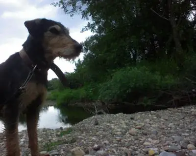 1355798985~Belgrade-Terrier-in-front-of-lake.jpg