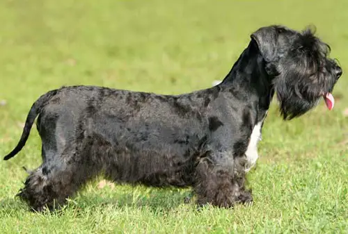 1355910848~A-black-Bohemian-Terrier-near-a-field.jpg