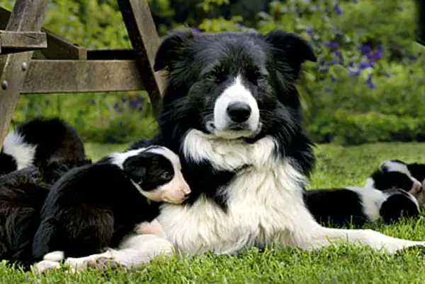 1355919379~Baby-Border-Sheepdog-with-mother.jpg