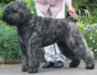 1355995750~A-Bouvier-des-Flanders-from-its-left-side.jpg