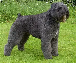 1355995752~A-black-Bouvier-des-Flanders-from-its-right.jpg