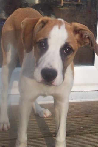 1355997521~A-brown-and-white-Boxer-Collie.jpg