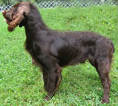 1356000879~A-black-Boykin-Spaniel-is-looking-at-its-right.jpg