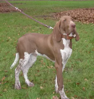 1356001357~A-brown-Bracco-Italiano-from-his-left-side.jpg