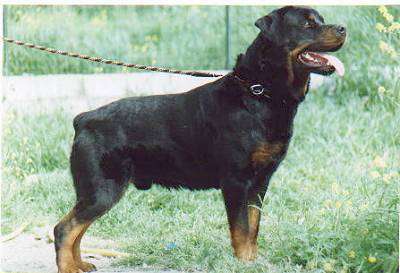 1356007040~A-Brottweiler-from-its-left-side.jpg