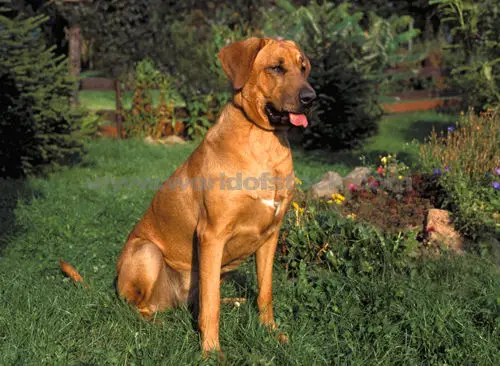 1356007507~A-Broholmer-dog-looking-at-its-right.jpg