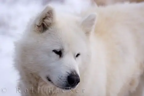 1356016550~A-white-Canadian-Inuit-Dog.jpg