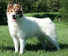 1356016551~A-white-colored-Canadian-Inuit-Dog-from-left-view.jpg