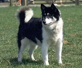 1356016552~A-black--white-colored-Canadian-Inuit-Dog.jpg