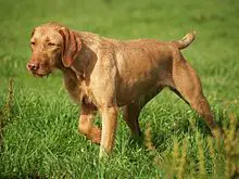 1356018646~A-brown-colored-Wirehaired-Vizsla-dog.jpg