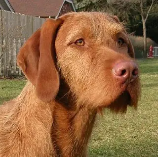 1356018748~A-brown-Wirehaired-Vizsla-looking-at-its-left.jpg