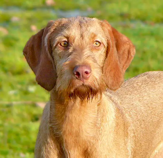 1356018749~A-brown-colored-Wirehaired-Vizsla-dog-facing-front.jpg