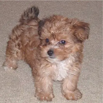 1356019107~A-brown-colored-Yorkipoo-looking-at-its-left.jpg