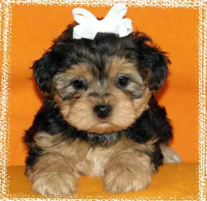 1356019108~Cute-little-Yorkipoo-puppy.jpg