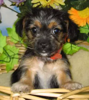 1356019109~A-black-and-tan-colored-Yorkipoo-puppy.jpg