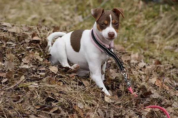 1356029539~White-and-brown-Brazilian-Terrier.jpg