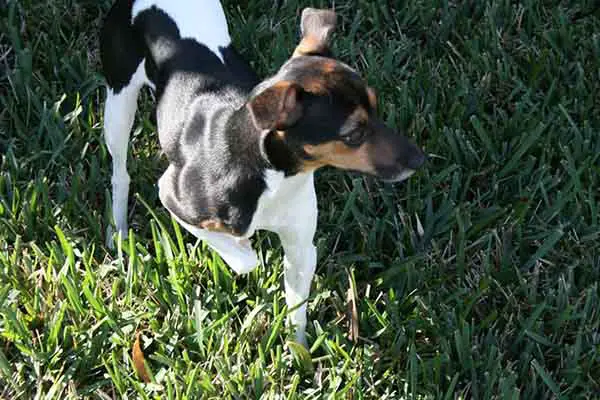 1356029763~Walking-Brazilian-Terrier-on-the-grass.jpg