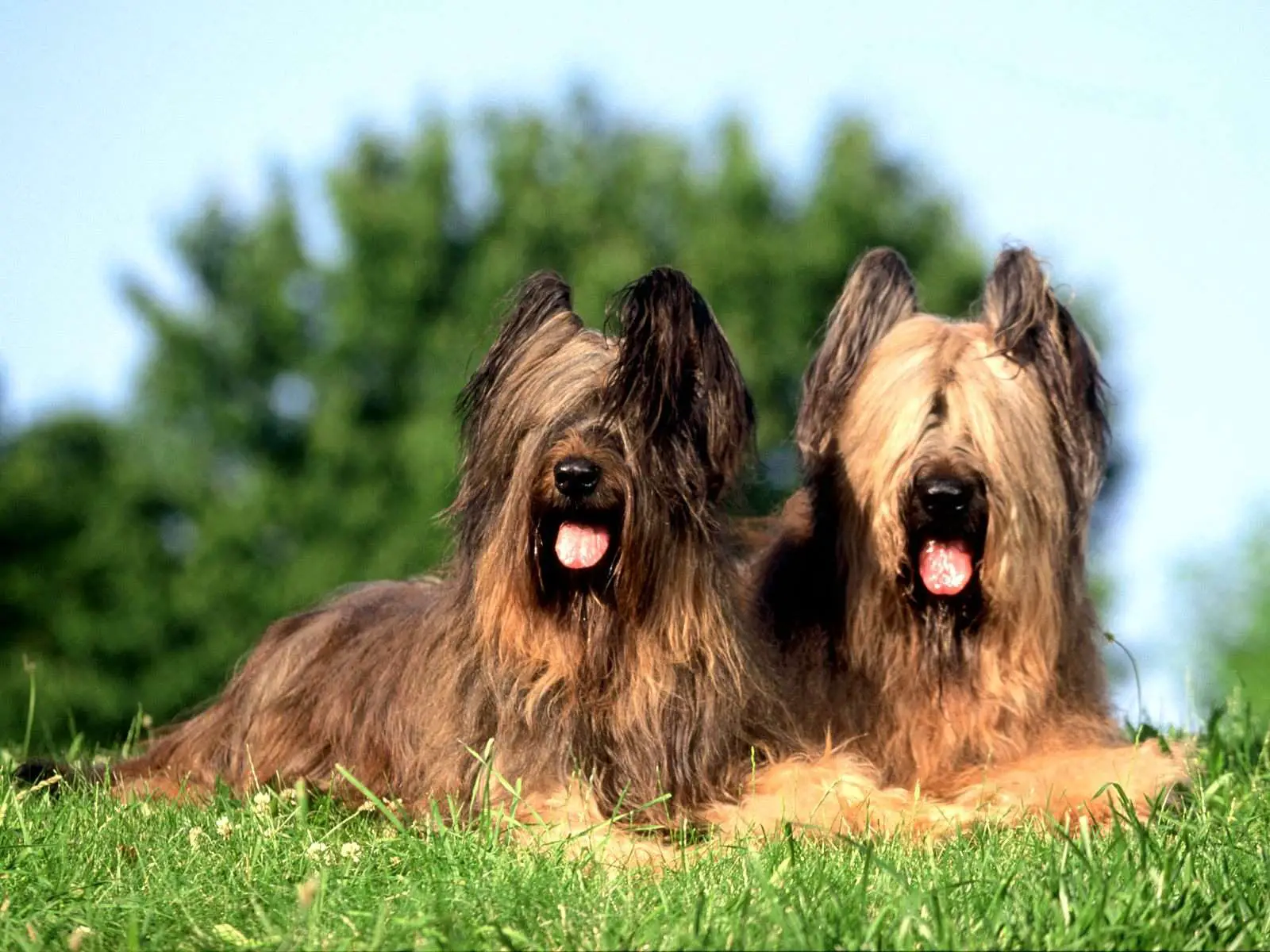 1356030205~Couple-of-Briard-dogs-photo.jpg