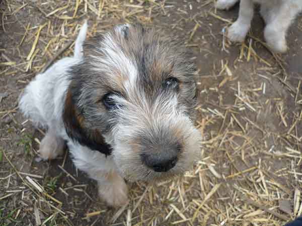1356031613~Cute-Briquet-Griffon-Vendeen-puppy.jpg