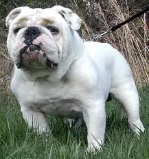 1356088345~White-Bulldog-with-its-owner.jpg