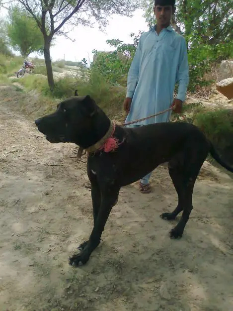 1356088968~A-Bully-Kutta-with-its-owner.jpg