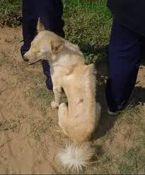 1356102026~A-Cambodian-Razorback-Dog-guarding-its-owner.jpg