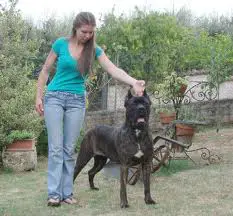 1356104239~A-girl-with-his-Cane-Corso-Italiano-dog.jpg