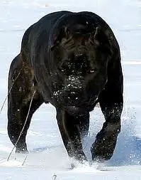 1356104241~A-black-colored-Cane-Corso-Italiano-dog.jpg