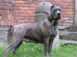 1356104242~Right-sided-view-of-a-Cane-Corso-Italiano-dog.jpg