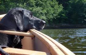 1356104894~A-Canoe-Dog-looking-at-its-left.jpg
