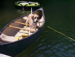 1356104895~A-Canoe-Dog-on-a-boat.jpg