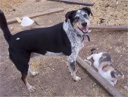 1356106151~Cattle-Collie-Dog-Are-they-friend-or-.jpg