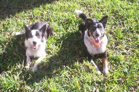 1356106194~Two-Cattle-Collie-Dog-together.jpg