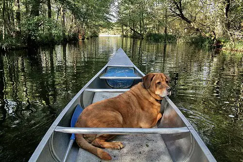 1356164127~A-brown-colored-Canoe-Dog-sitting-alone-in-a-boat.jpg