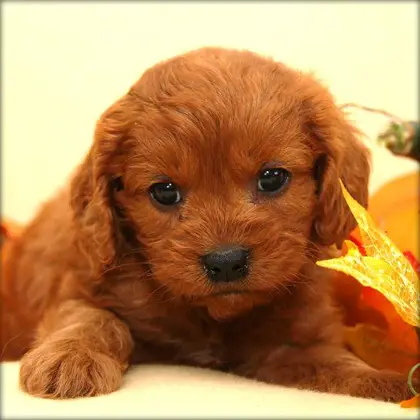 1356167738~A-Cavapoo-puppy-with-brown-fur-coat.jpg