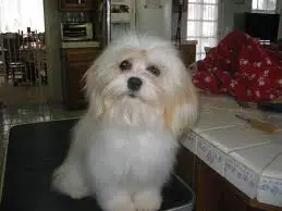 1356168515~A-Cavaton-puppy-with-white-fur-coat.jpg