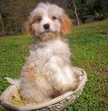 1356168552~A-Cavaton-puppy-sitting-in-a-bucket.jpg