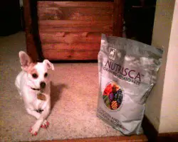 1356169688~A-Chizer-puppy-guarding-his-foods.jpg