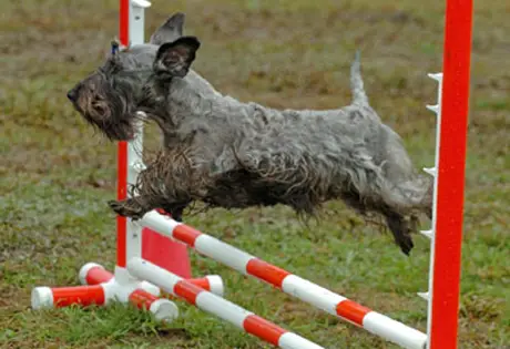 1356170864~A-Cesky-Terrier-competing-with-other-dogs.jpg